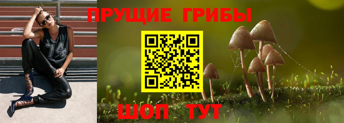 Псилоцибиновые грибы Cubensis Ревда